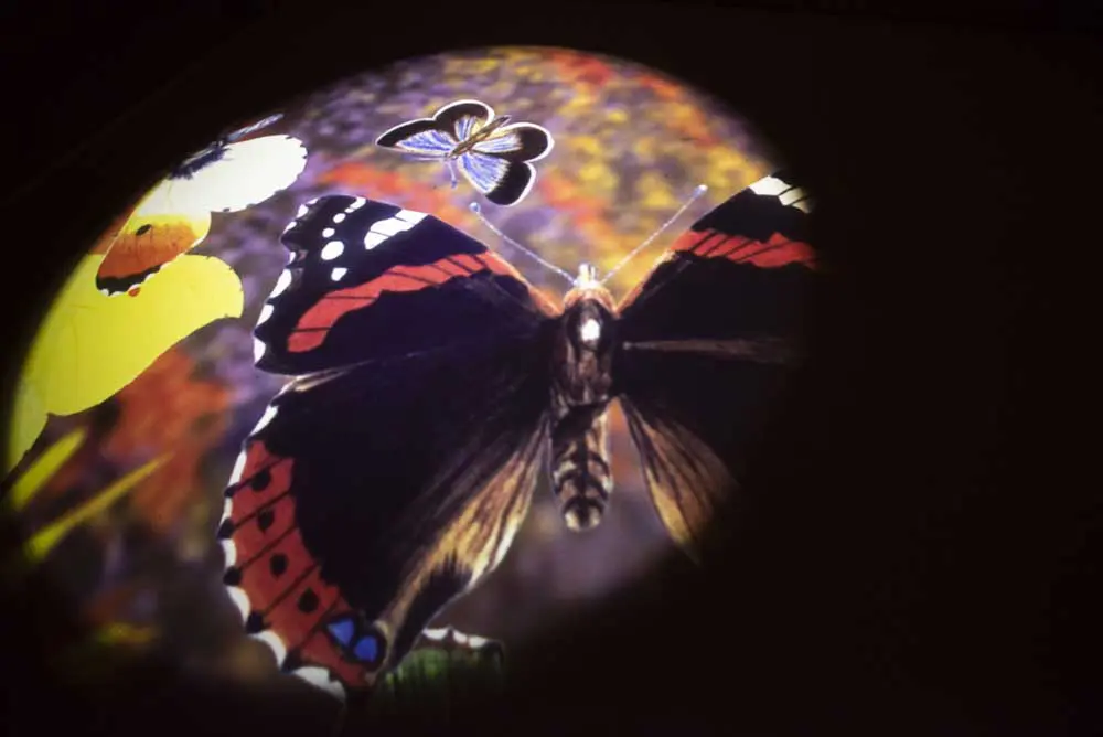 sensory image